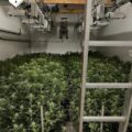 Cannabis foto’s • 6 beelden uit de oorlog tegen wiet (#107)