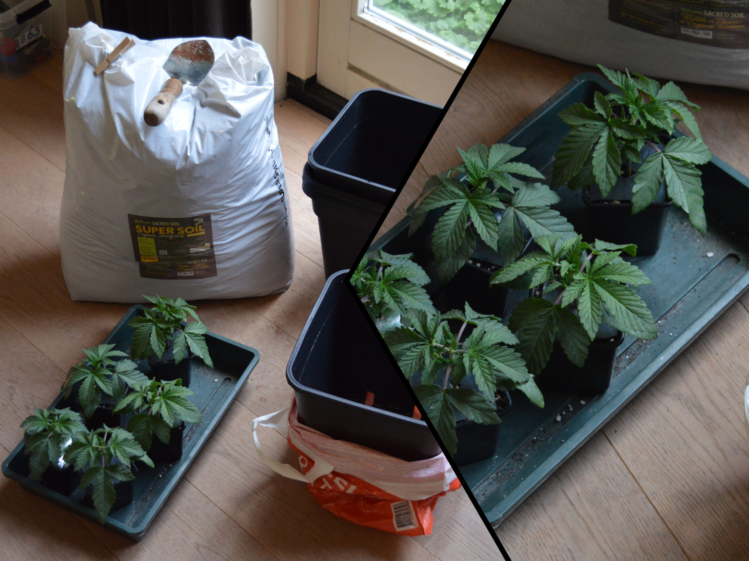 Frosty Tooth wietplantjes