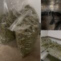 Cannabis foto’s • 6 actuele beelden uit de oorlog tegen wiet (#73)