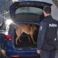 Vlaamse politie zet drugshond Argos en baas Peter in de spotlights