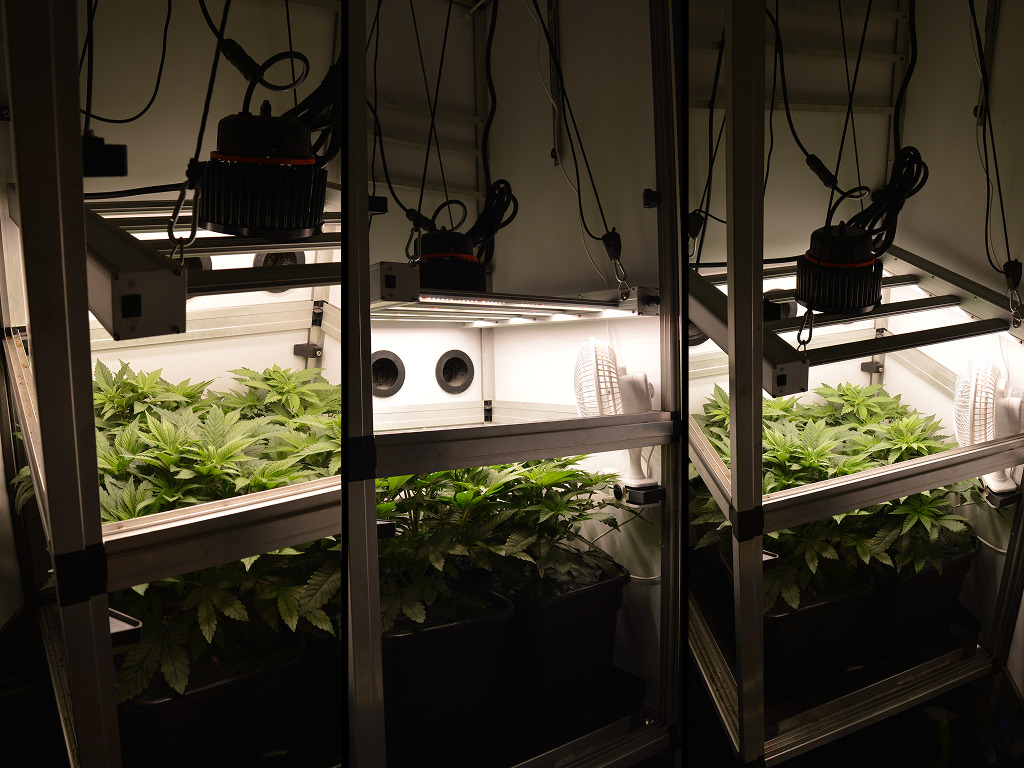 Frosty Tooth van Dokter Groen