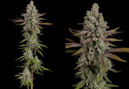 Frosty Tooth wietplanten