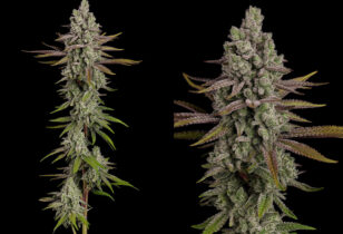 Frosty Tooth wietplanten