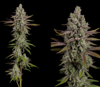 Frosty Tooth wietplanten