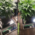 Wietplanten perfect water geven met een weegschaal