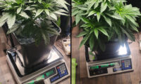 Wietplanten wegen