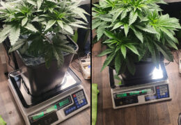 Wietplanten wegen