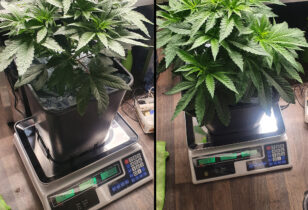 Wietplanten wegen