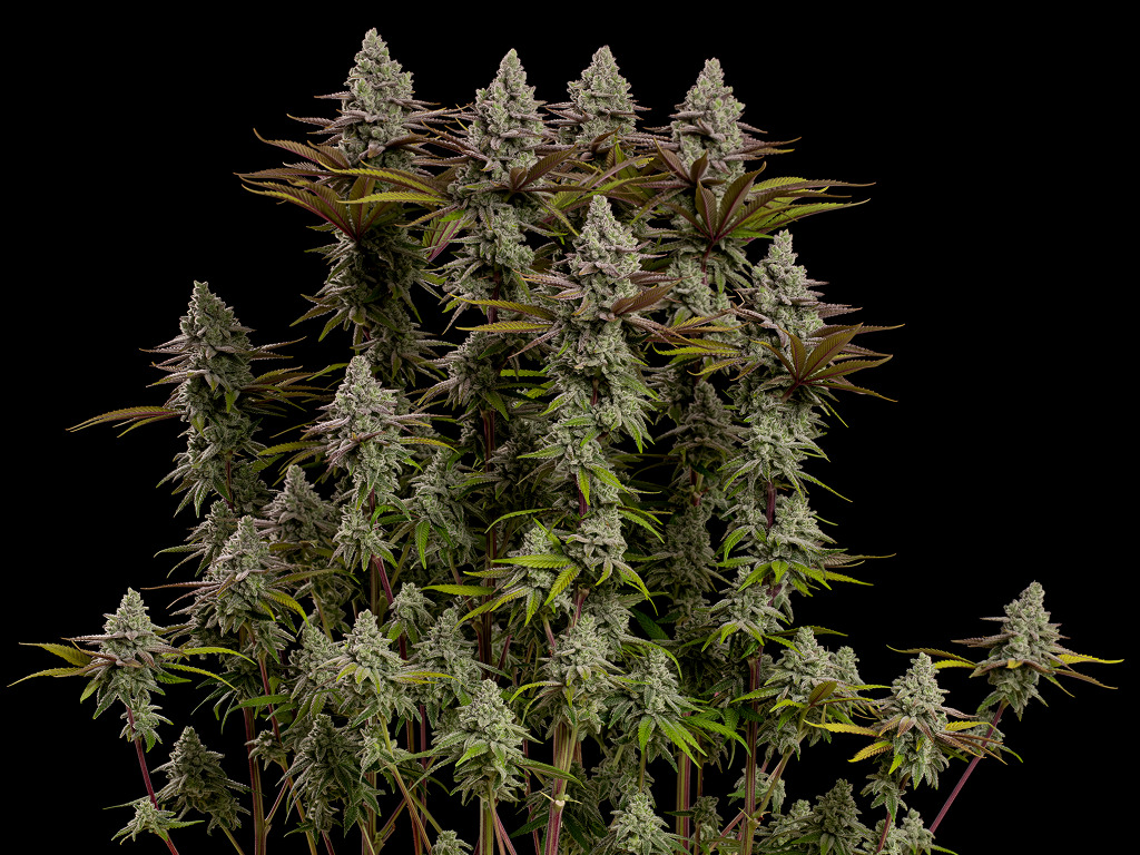 De schitterende Frosty Tooth