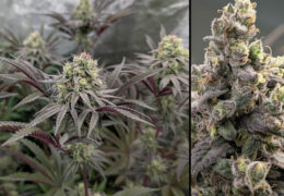 2 Fruit Bomb Punch toppen