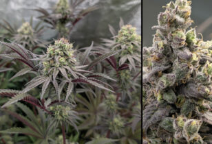 2 Fruit Bomb Punch toppen