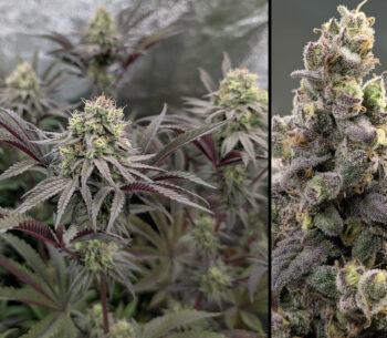 2 Fruit Bomb Punch toppen