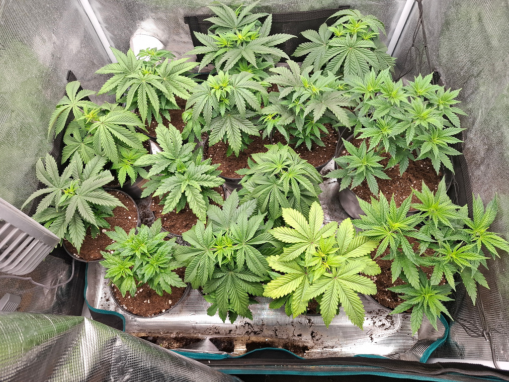 Legale wietplanten mediwiet patiënt Jeffrey