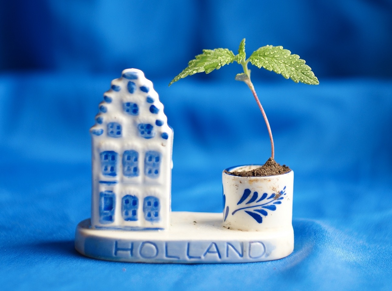 Politierapport: ‘Nederlanders spil in handel niet-Europese wiet’