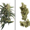White Widow Haze: oer-Hollandse sativa ziet wit van de trichomen