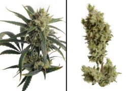 White Widow Haze