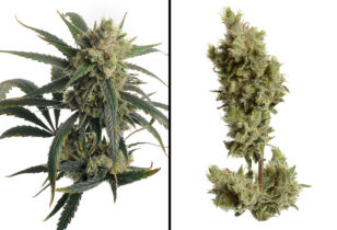 White Widow Haze