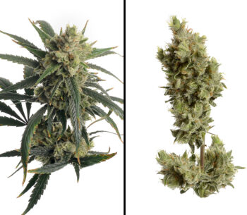 White Widow Haze