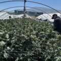 Californië nam in 2025 voor $ 609 miljoen illegale cannabis in beslag