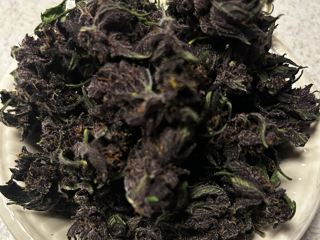 Auto Red Tropicana Cookies