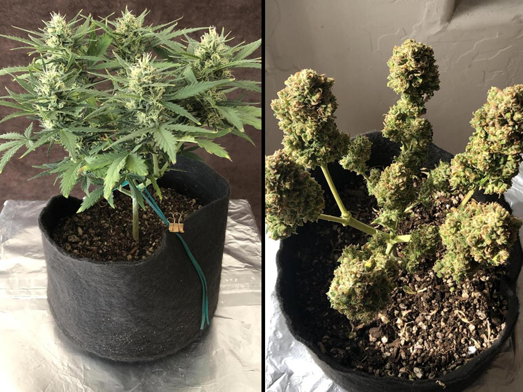 Apple Strudel Autoflower