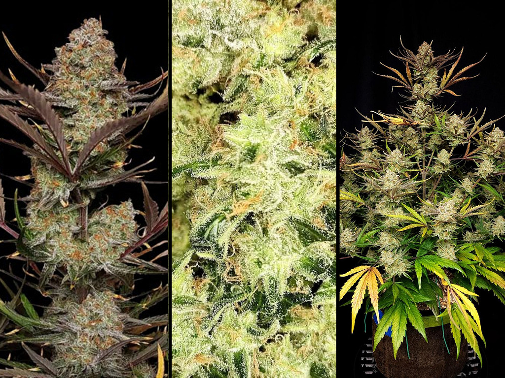 Apple Strudel Auto - Fast Buds