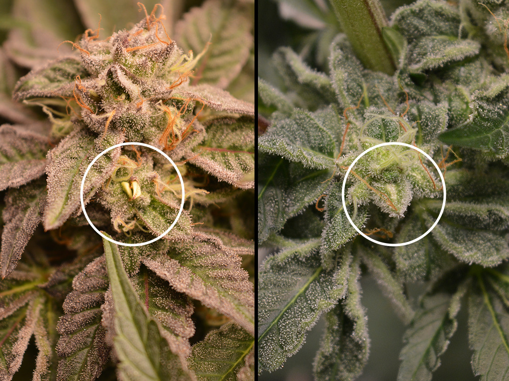 banaantje aka nanner en zaadvorming