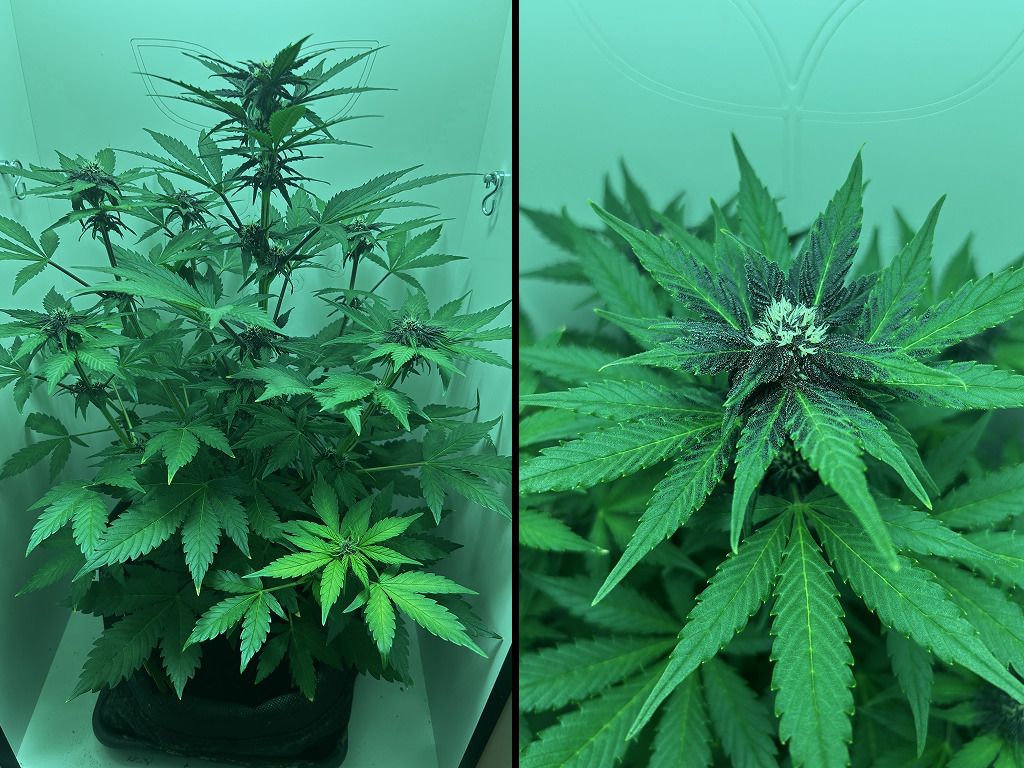 Auto Red Tropicana Cookies