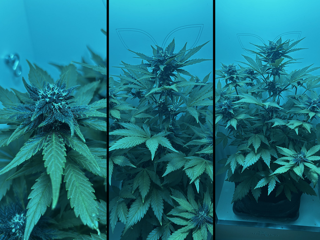 Auto Red Tropicana Cookies