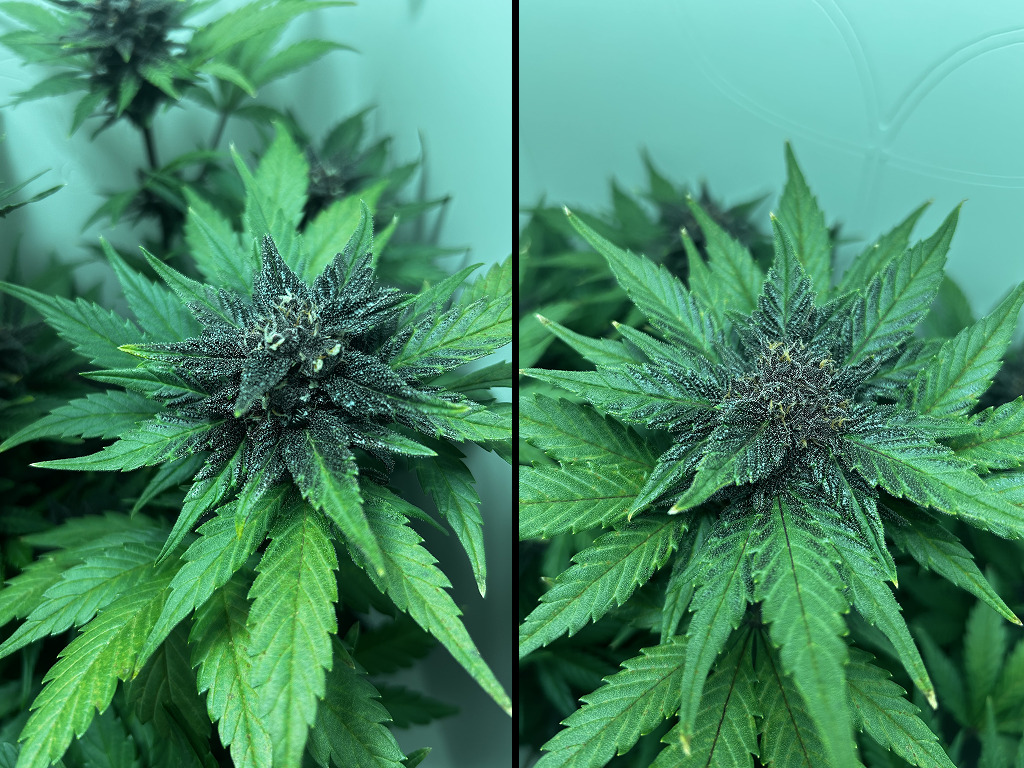 Auto Red Tropicana Cookies