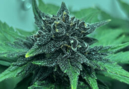 Auto Red Tropicana Cookies