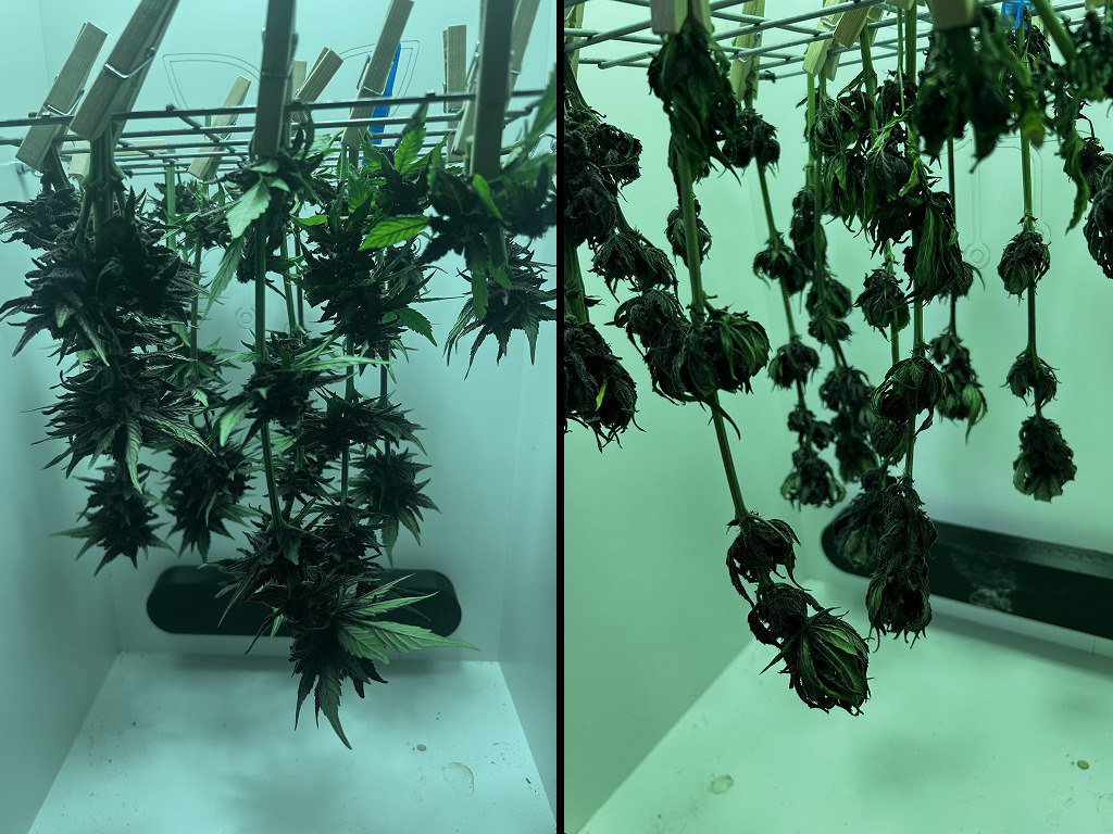 Auto Red Tropicana Cookies