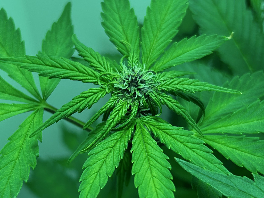 Auto Red Tropicana Cookies