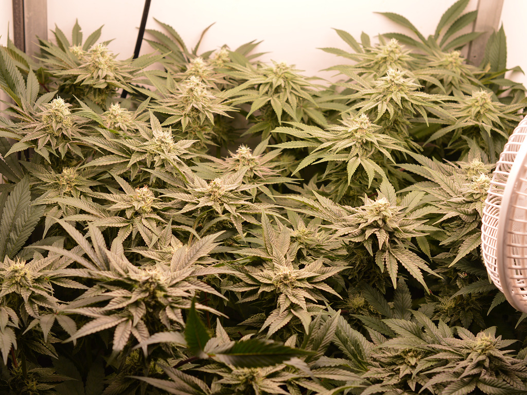 Frosty Tooth toppen in Dokter Groen Special kweekkast