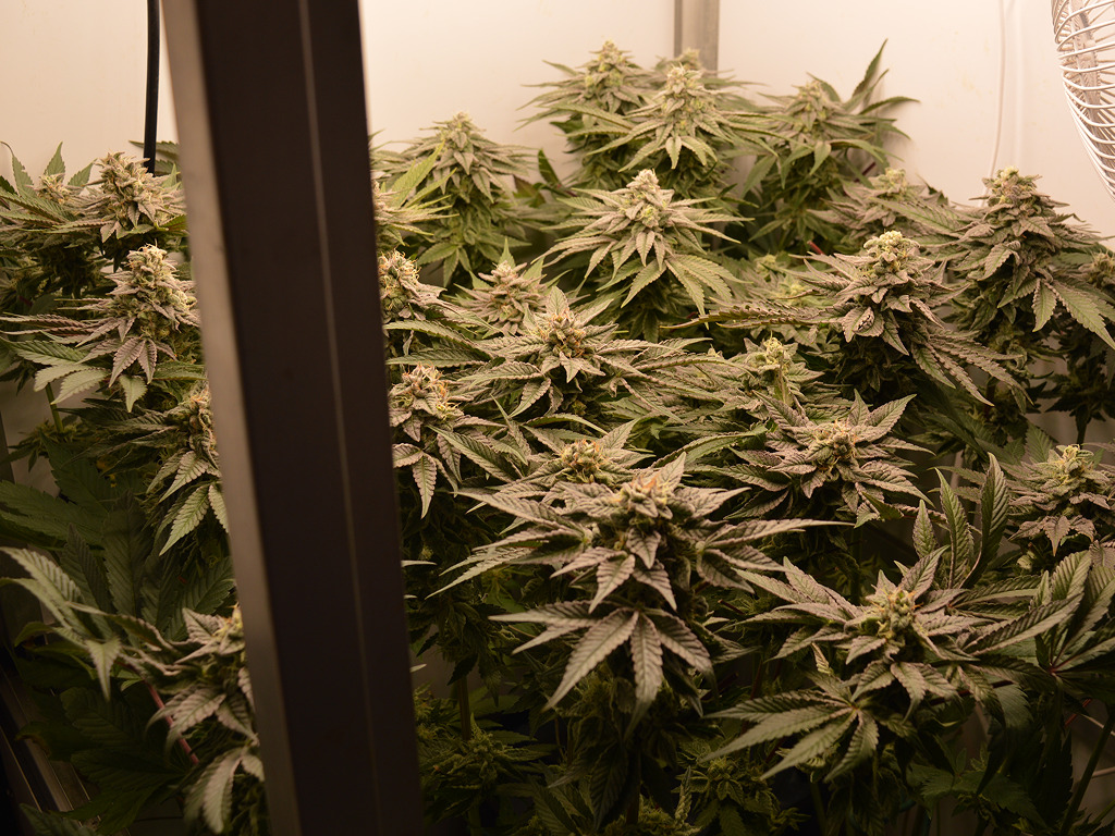 Frosty Tooth na 8 weken bloei