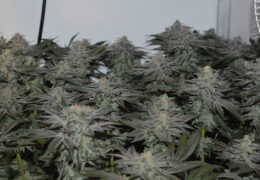 Frosty is inderdaad ijzig!