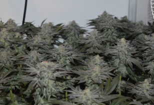 Frosty is inderdaad ijzig!