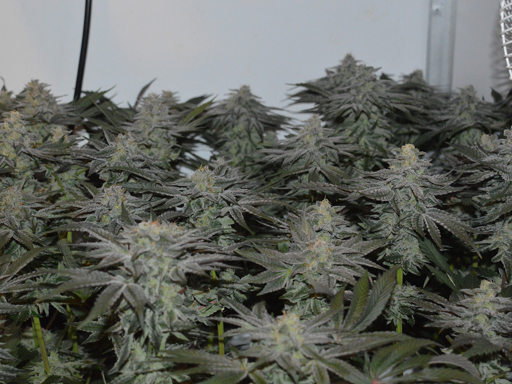 Frosty is inderdaad ijzig!