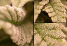 Suikerblaadjes Frosty Tooth wietplant