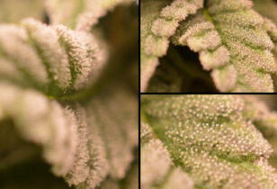 Suikerblaadjes Frosty Tooth wietplant