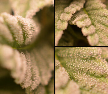 Suikerblaadjes Frosty Tooth wietplant