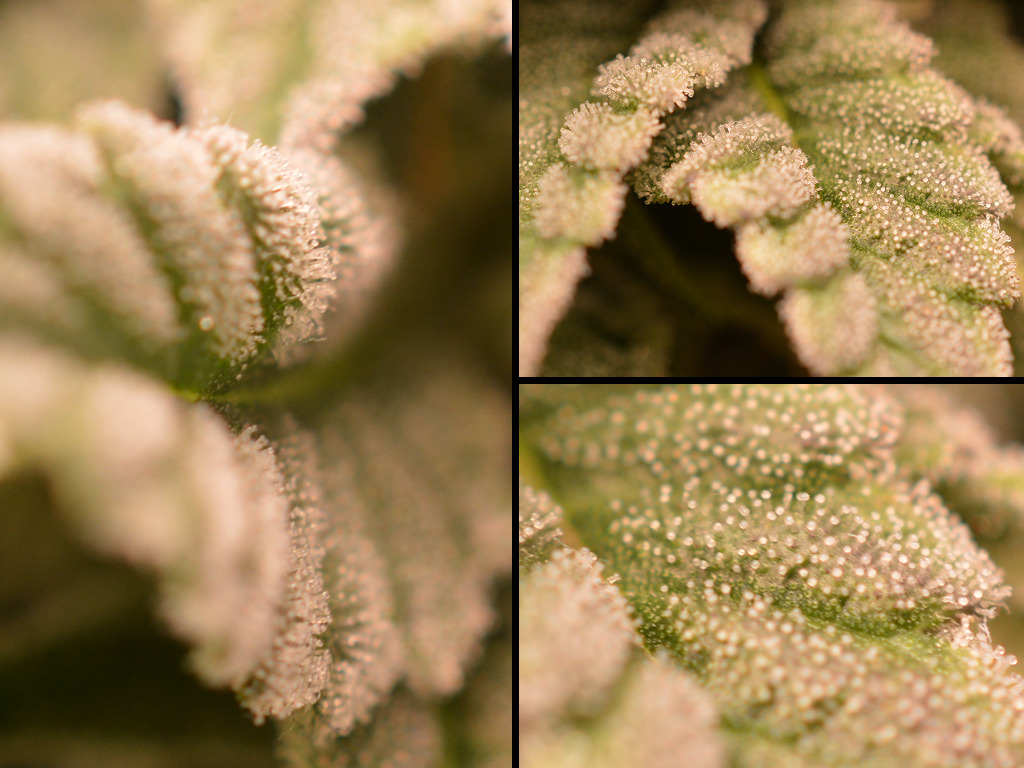 Suikerblaadjes Frosty Tooth wietplant