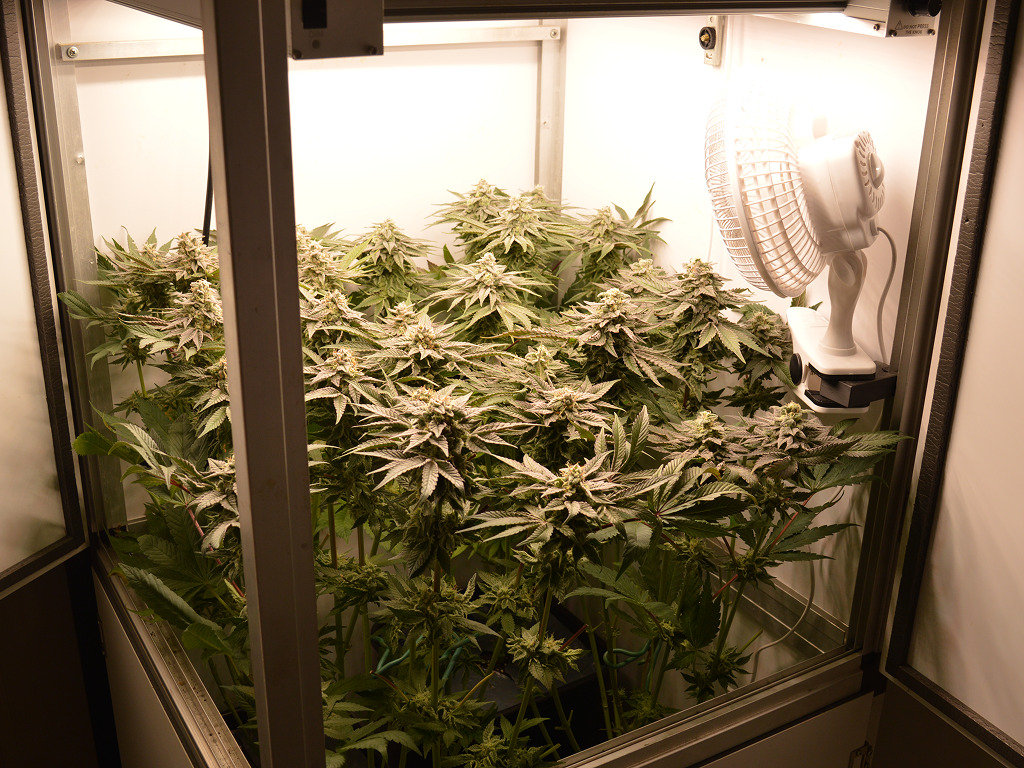 Frosty Tooth bloeiweek 8 overzicht