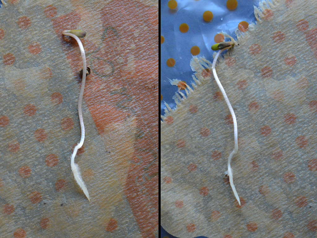 wietzaadje is te lang ontkiemd