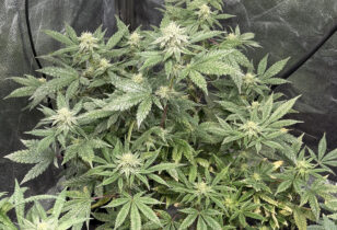 Gusher plant met trips