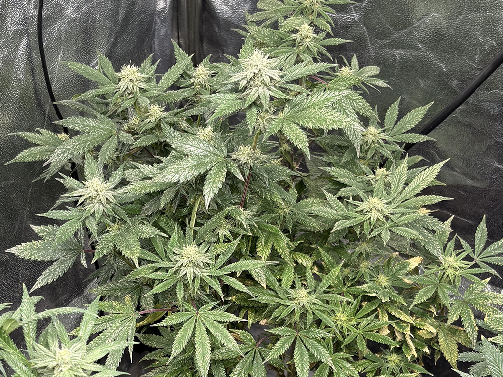 Gusher plant Lieve Muna vraag