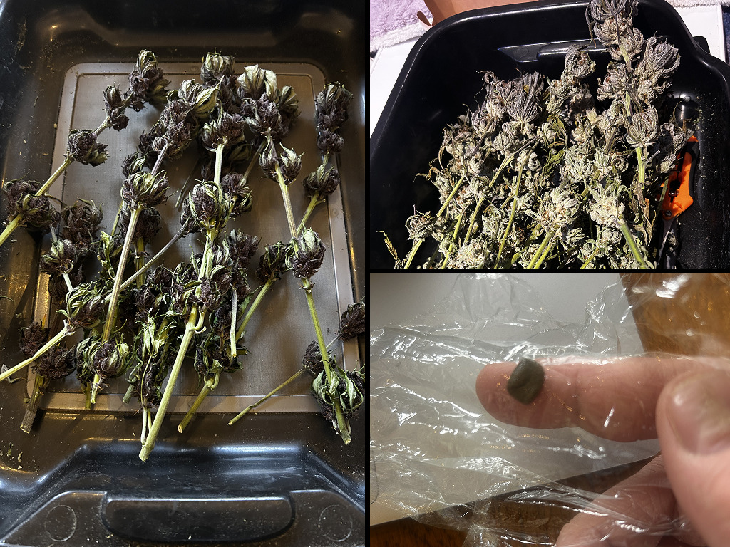 Auto Red Tropicana Cookies