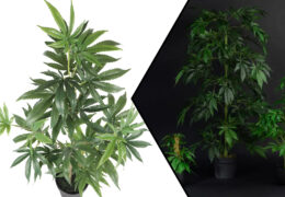 Kunst wietplanten kopen