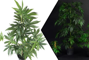 Kunst wietplanten kopen