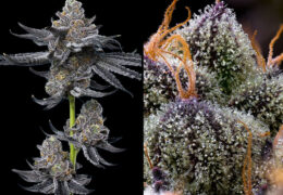 FLG: Let's Fucking Go!